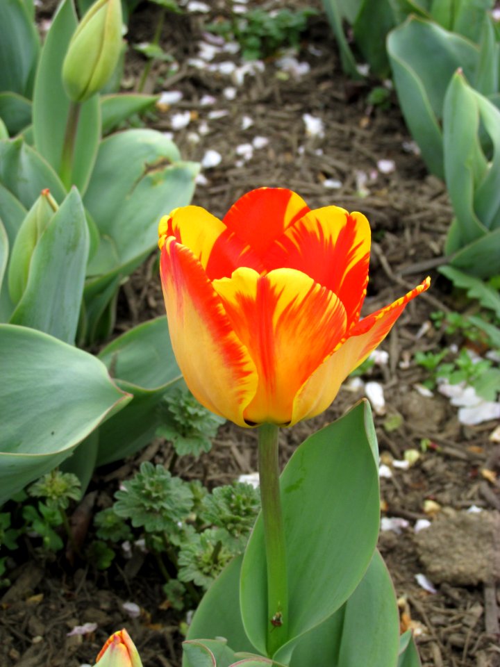 Darwin Hybrid tulip Banja Luka