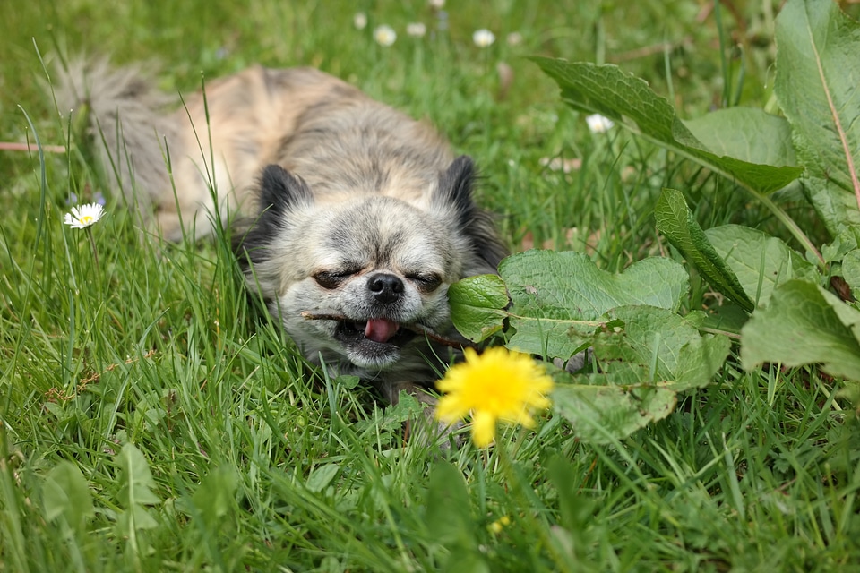 Small dog pet chiwawa