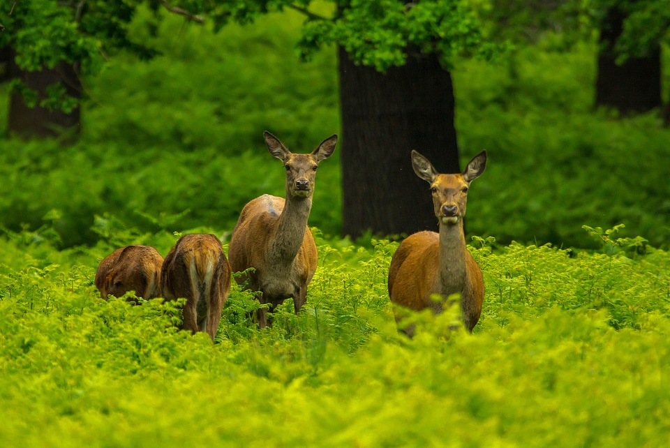 Nature fauna animal