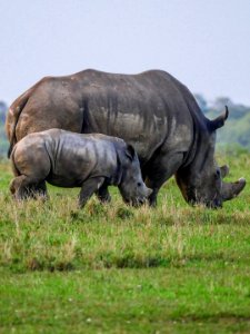 A baby Rhino with mother Rhino kenya africa PD