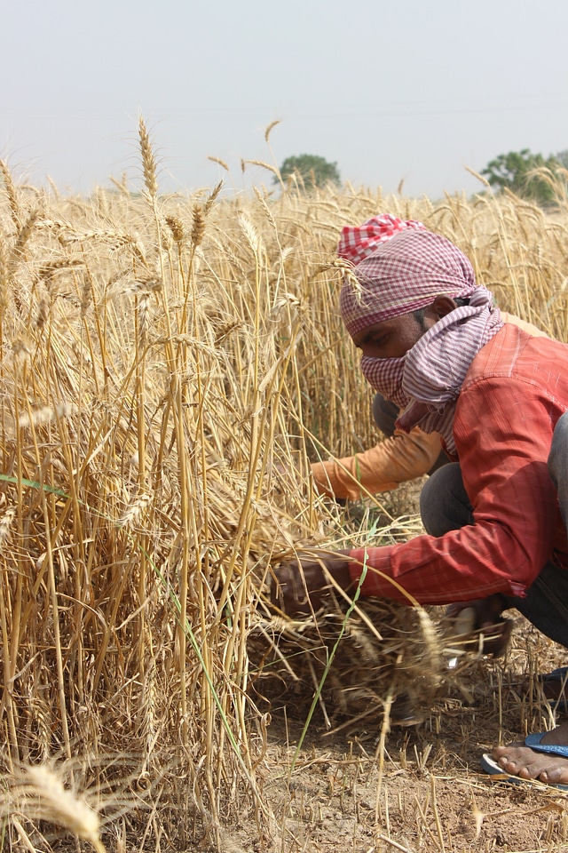 Men farmer india