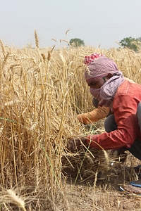 Men farmer india photo