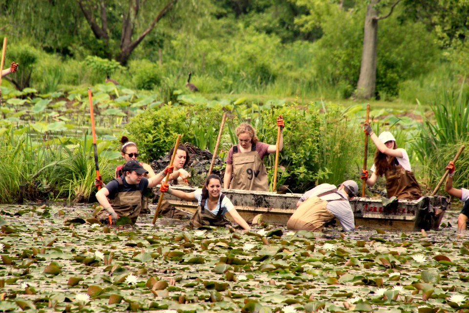 Kenilworth Aquatic Gardens