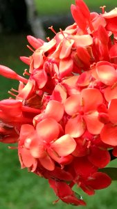 Red flower photo