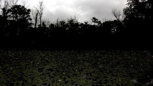 Kenilworth Aquatic Gardens