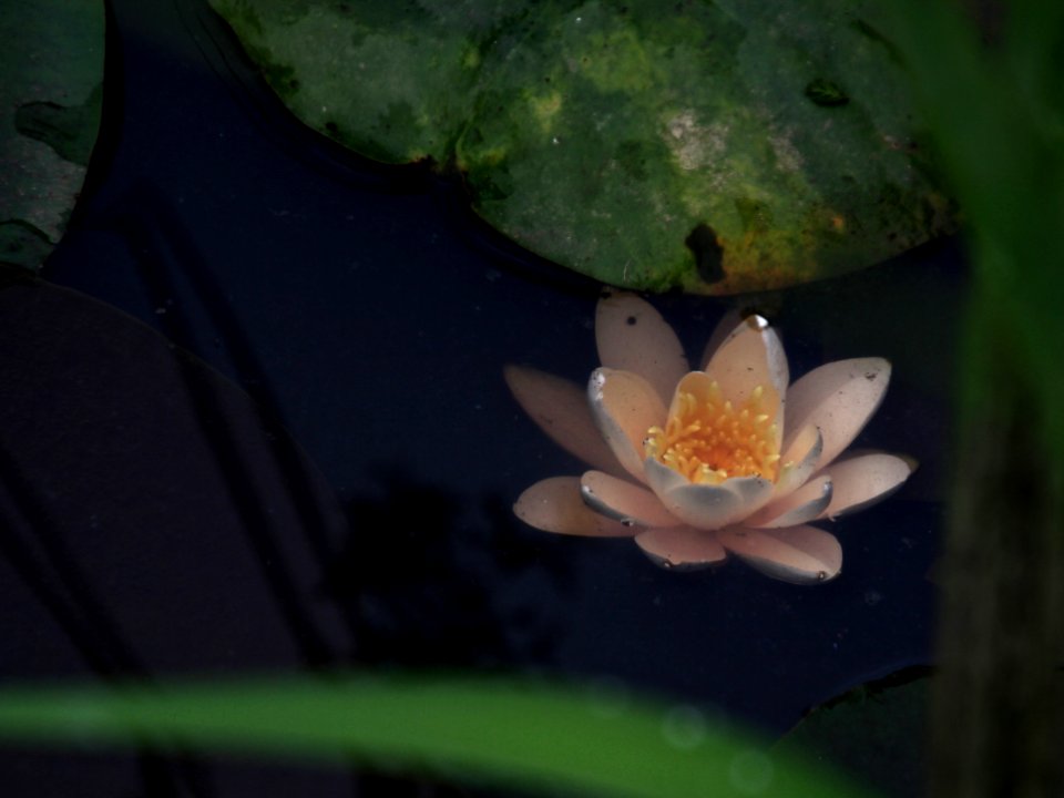 Kenilworth Aquatic Gardens