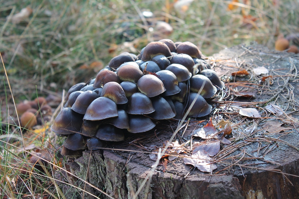 Mushrooms nature trunk
