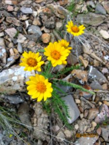 32 nonplot balsamorhiza hookeri 06162011151159