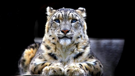 Snow Leopard - wannabe brazilian photo