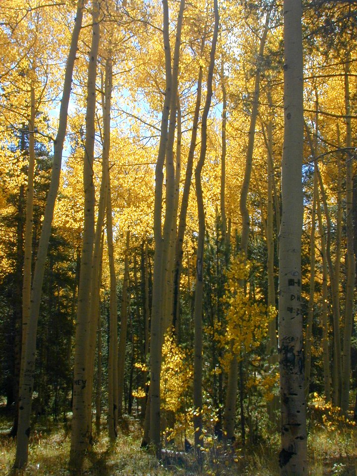 08 nonplot yellowtrees1 06062004090101