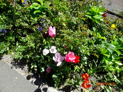 paulus potterstraat tulpen 160505 (6)