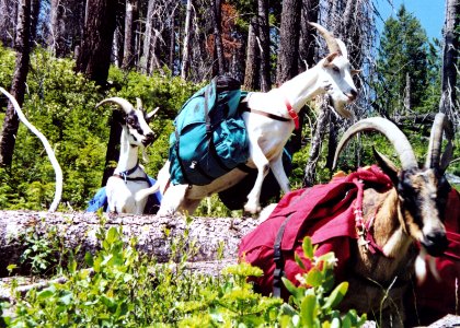 16 nonplot goat 5 06062001090101