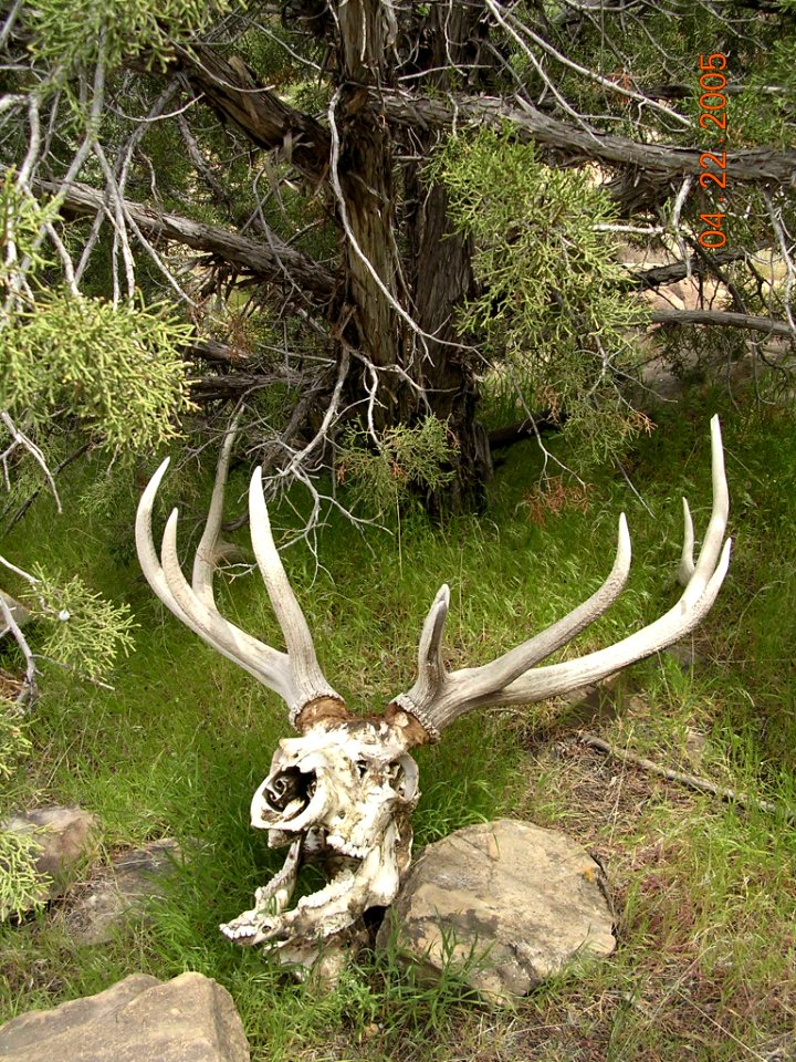 49 nonplot deerskul1 06062005090101