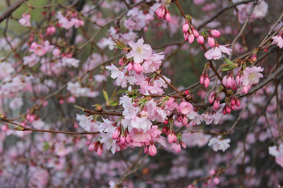 Spring plants spring flowers photo