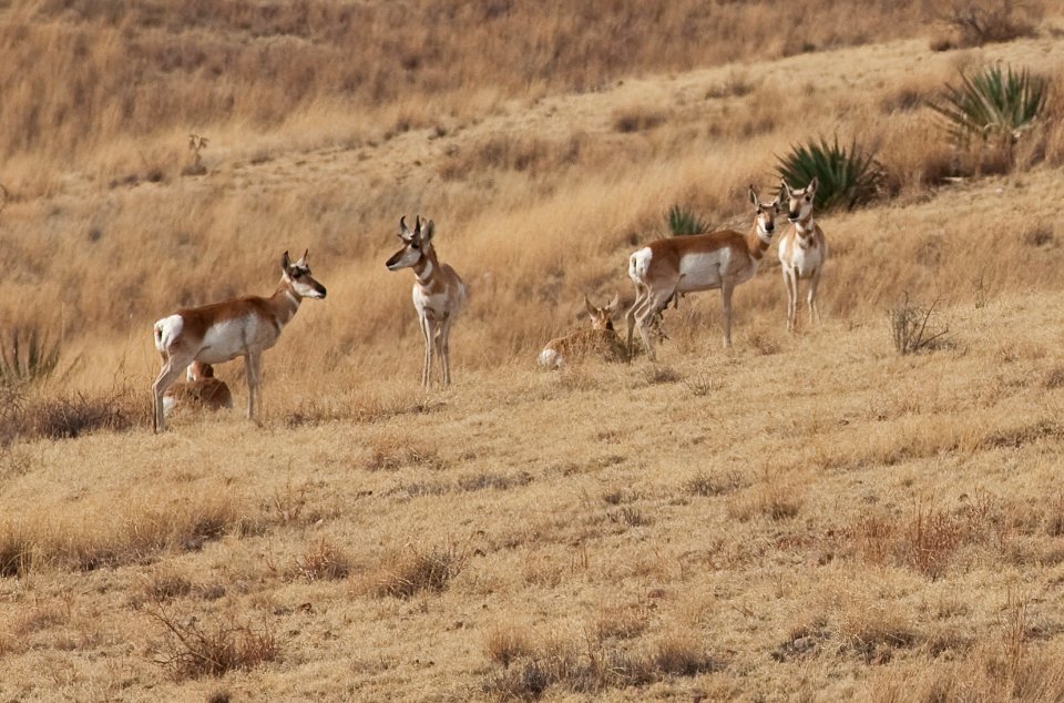 Las Cienegas National Conservation Area