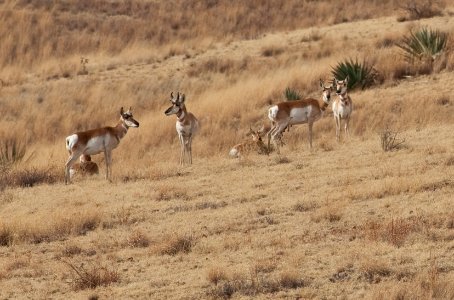 Las Cienegas National Conservation Area