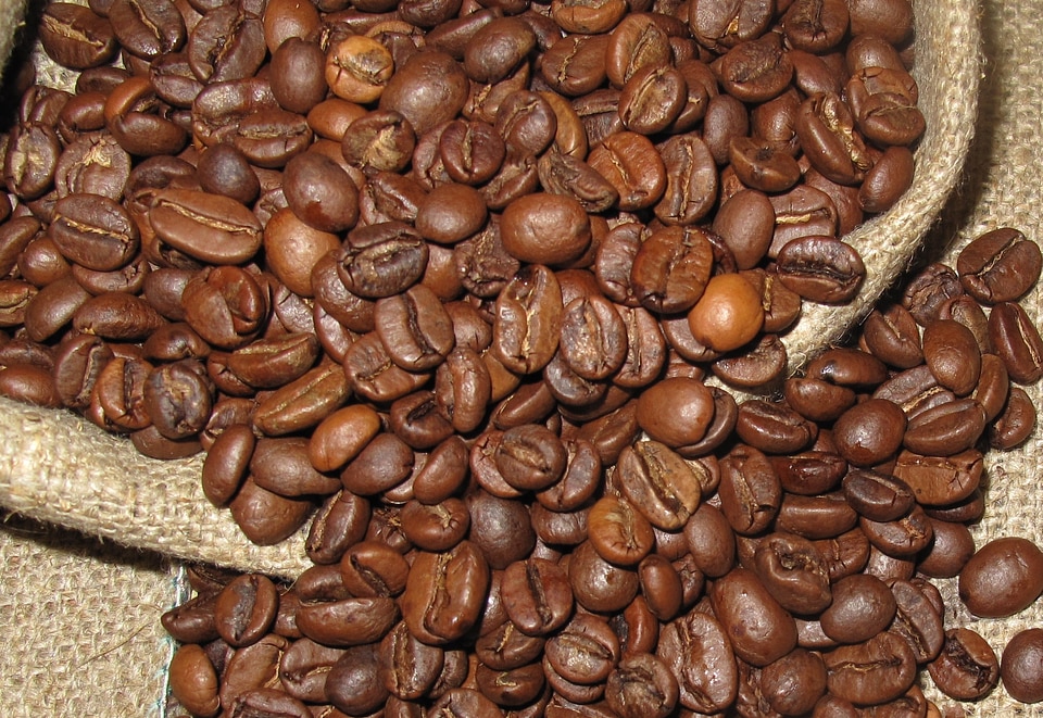 Arabica plant fruit