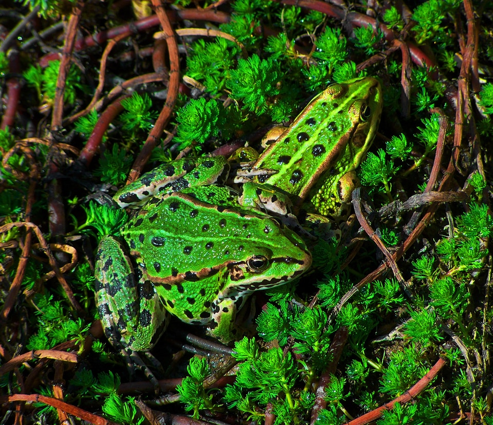 Amphibians lake nature