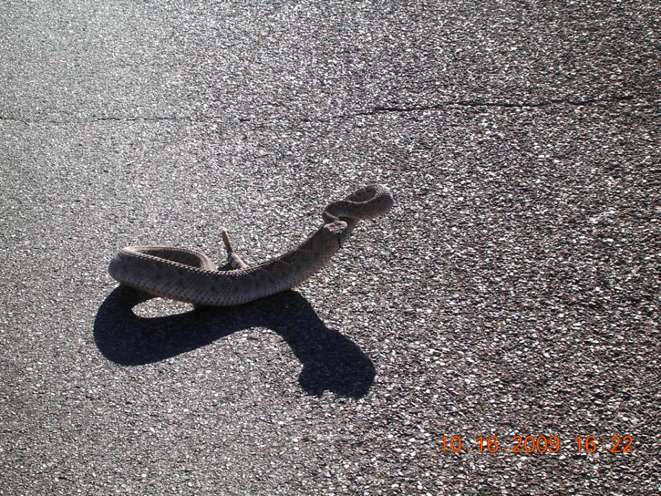 04 nonplot jwsnake 06062009090101