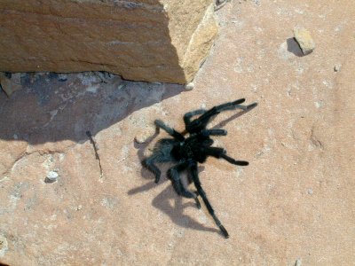 08 nonplot tarantula5 06062004090101