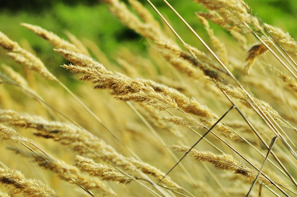 Agriculture wind poland