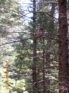 08 nonplot owl2 06062005090101