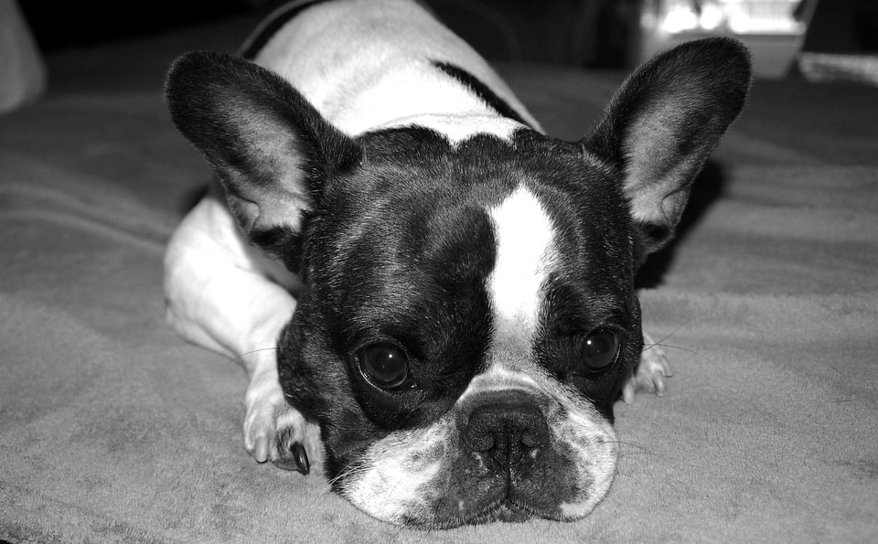 Dog french bulldog black and white