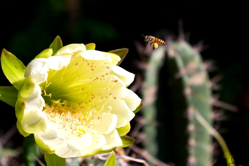 Flower and Bee