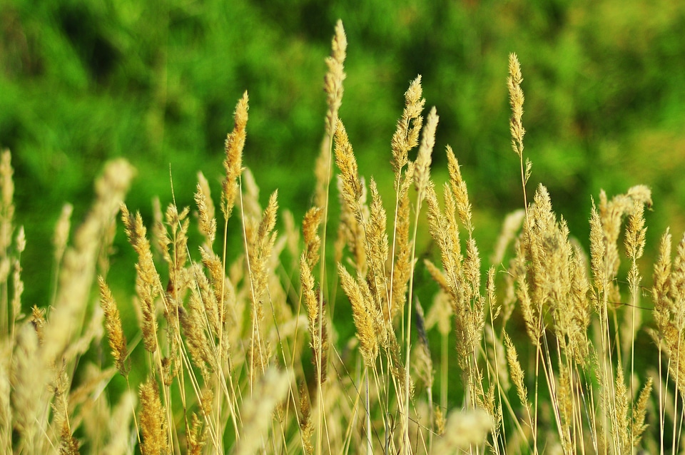 Village agriculture summer