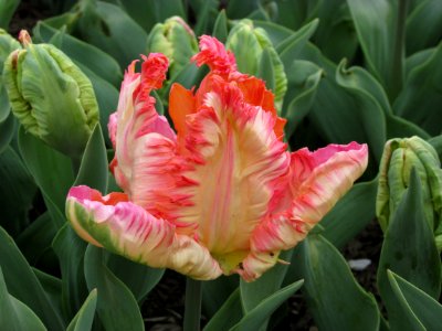 Lilyflowered tulip Apricot Parrot (3) photo