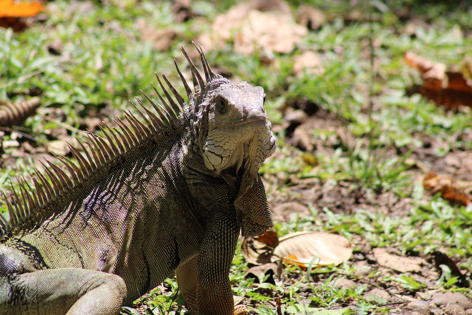 Nature animal colombia