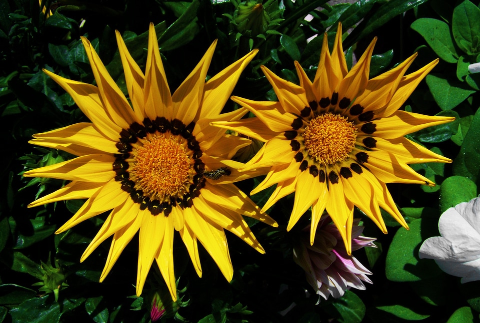 Insect spring flower garden