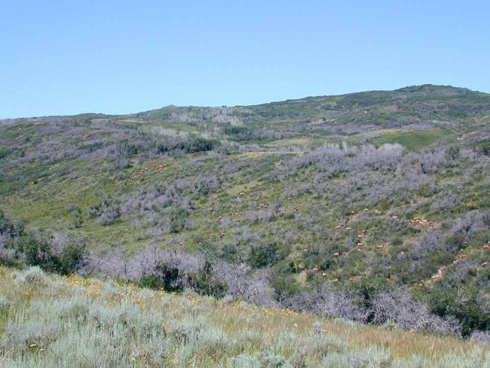08 nonplot deerhill2 06062005090101