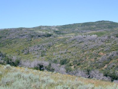 08 nonplot deerhill2 06062005090101