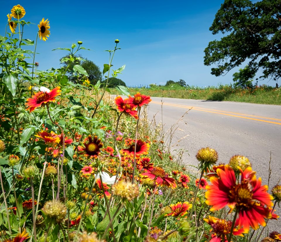 FM 580 Wildflowers, Texas