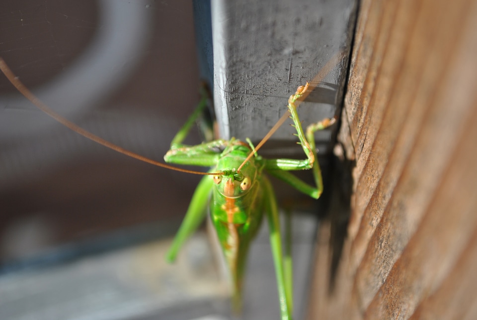 Close up insect green
