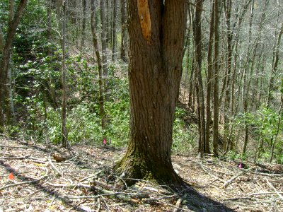 mold-setting-in-eastern-hemlock