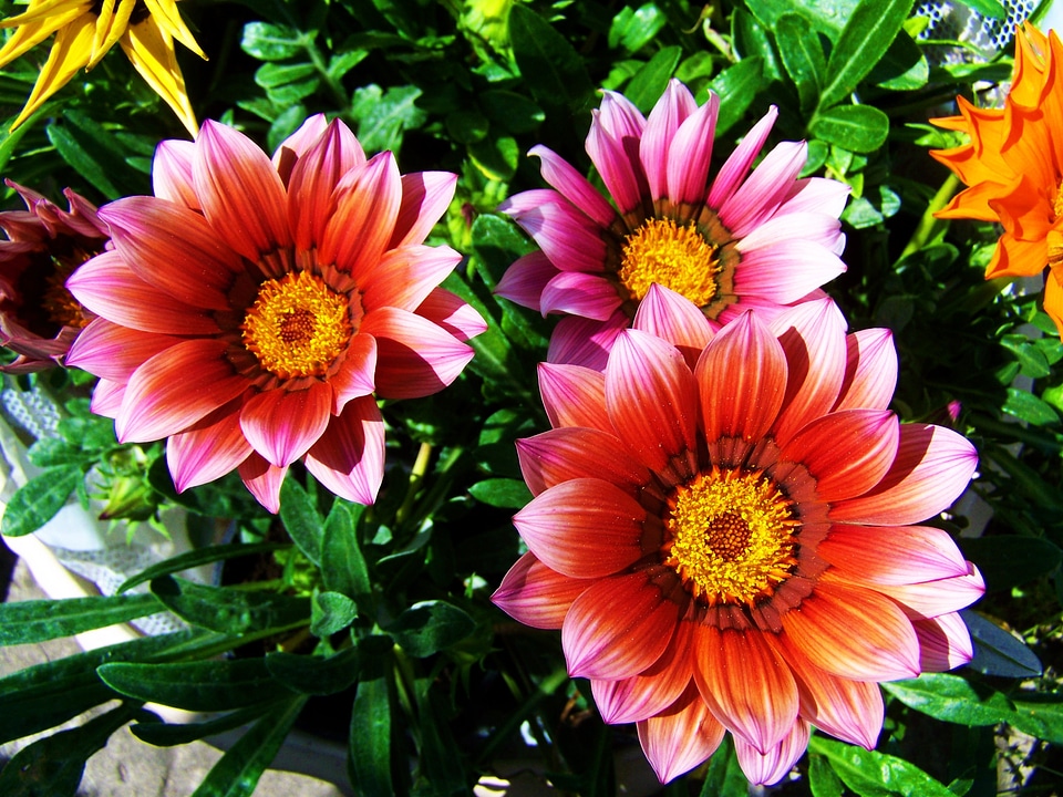 Colorful spring flowers flower garden red-pink