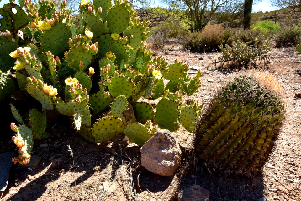 Arizona National Scenic Trail