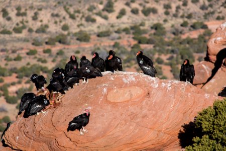 Vermilion Cliffs National Monument - Condor Viewing Site