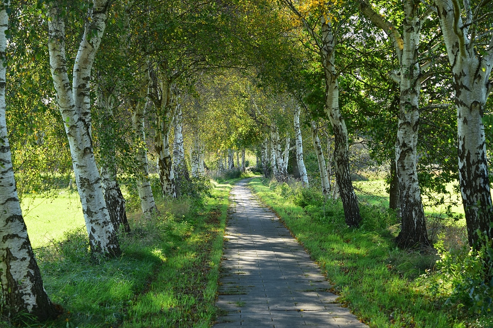 Landscape promenade tree