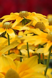 Flower garden gardening yellow photo