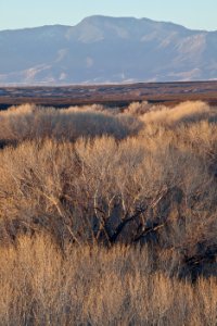 San Pedro Riparian National Conservation Area