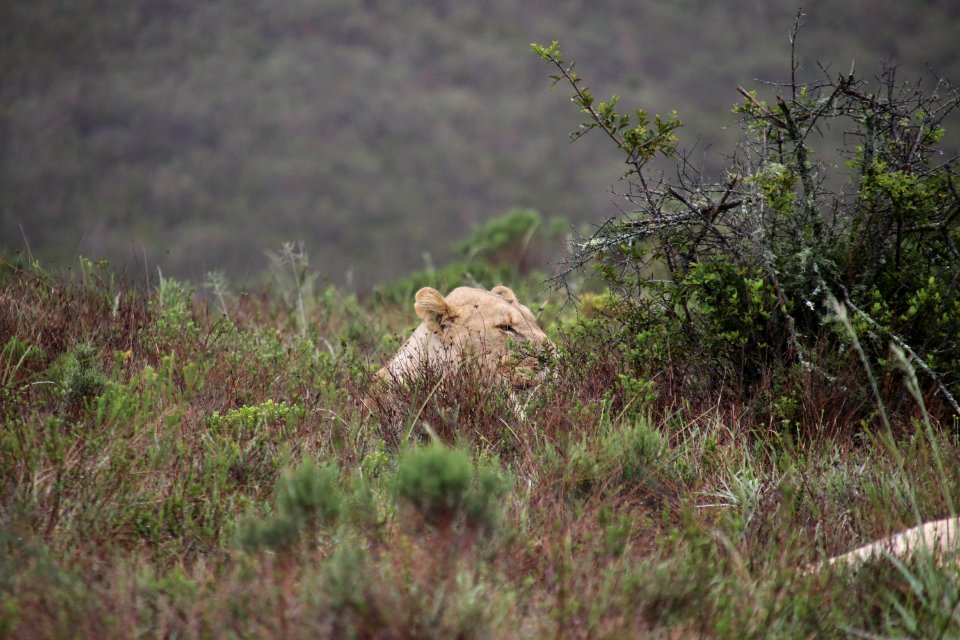 Lion's rest