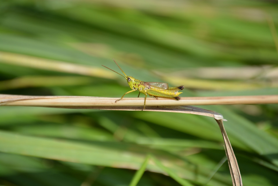 Insect grasshopper nature