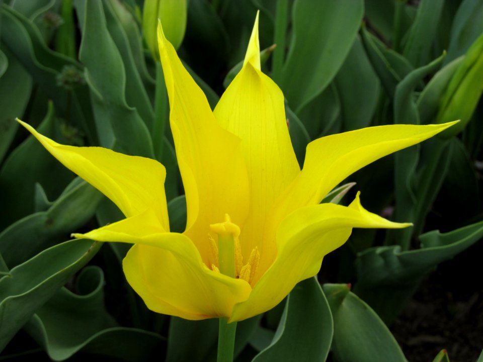 Lilyflowered tulip West Point