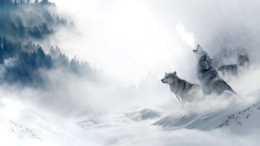 Wolf Howling. [2560x1440] - xSnowLeopardx