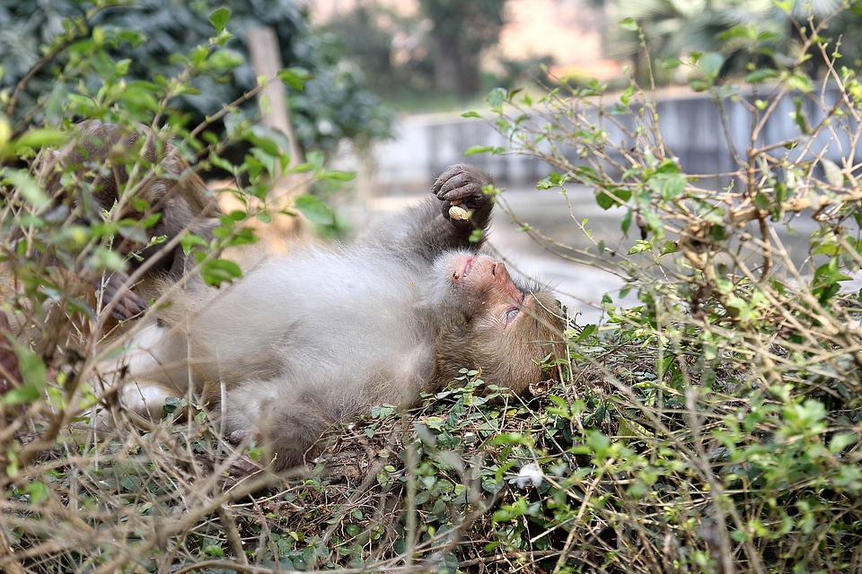 Mammal primate monkey
