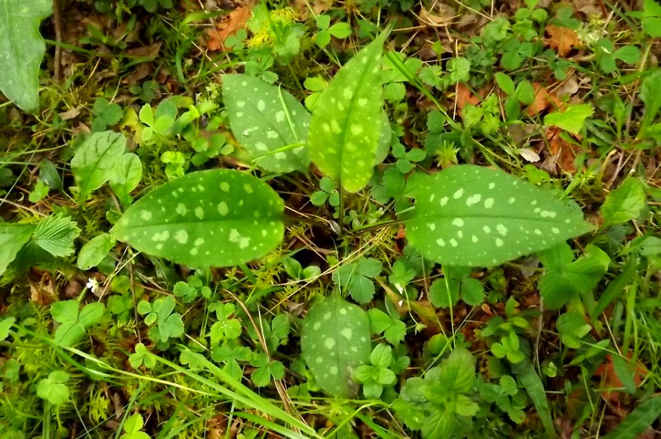 Pulmonaria cf. affinis
