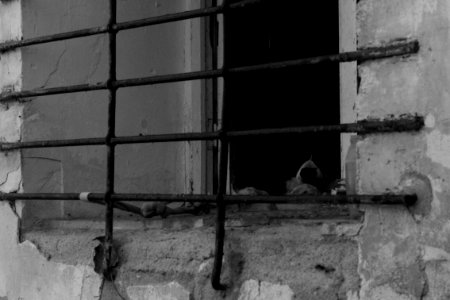 Watcher at the window